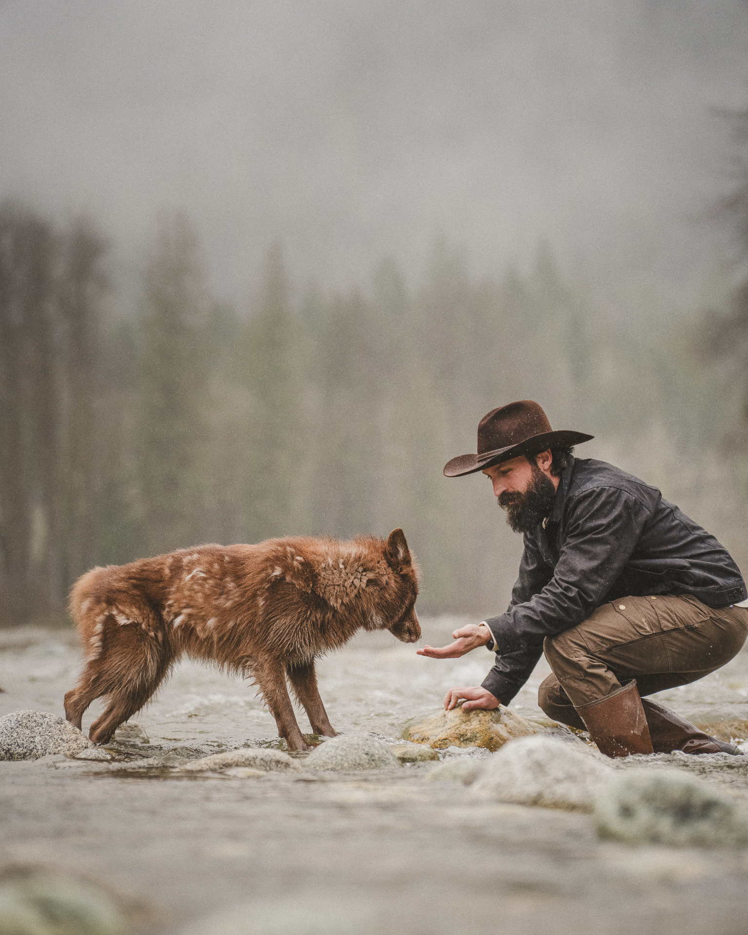 Devin Groody crouched on river stones in falling snow, extending an open hand toward a wild wolf standing across the shallow current